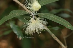 Syzygium munronii